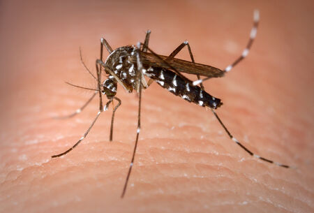 MOSQUITO